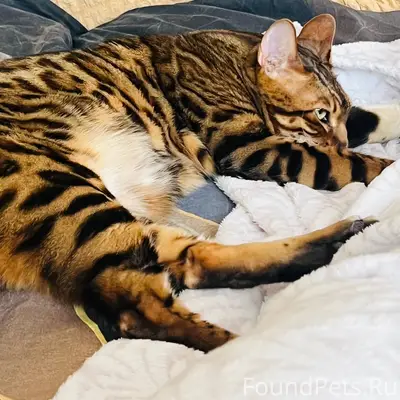 Пропал бенгальский кот, скорее...