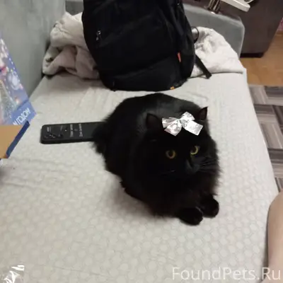 Пропал кот черный ,глаза жёлты...