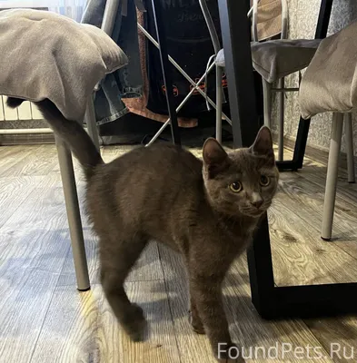 В Криводановке найден котенок ...