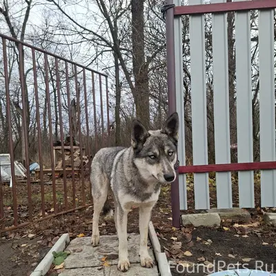 Добрый день! Пропала собака, к...