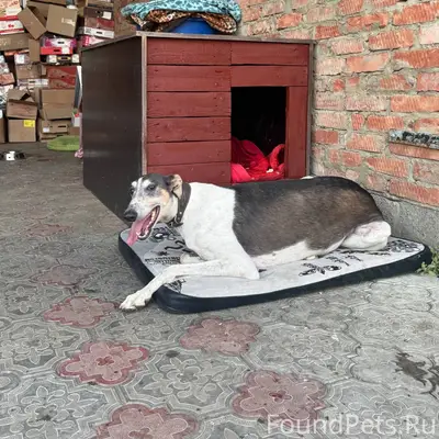 Пропала собака,территориально ...