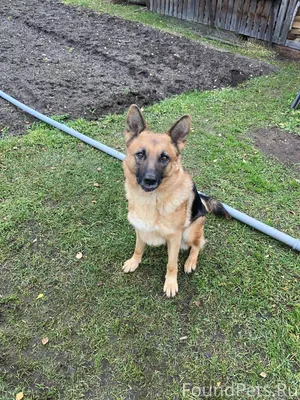 Пропала собака,немецкая овчарк...