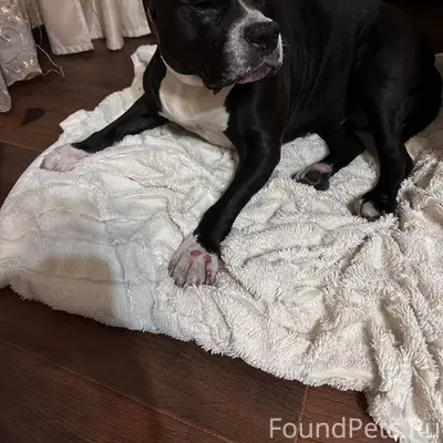 Была найдена собака, в районе ...