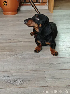 Найдена такса мальчик