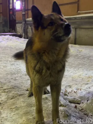 Бегает овчарка в районе площад...