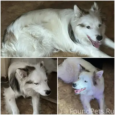 31.01.26г. найдена собака по.....