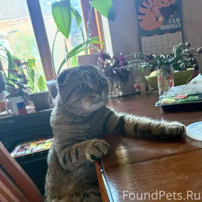 🆘 Пропал кот 🆘 В районе...