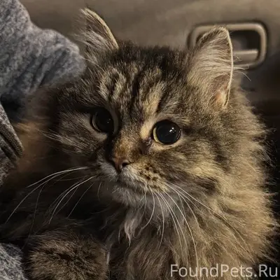 Еманжелинка! Вчера вечером по ...