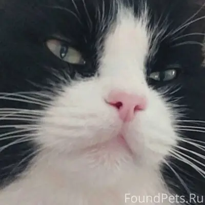 Пропал кот в районе Красноарме...