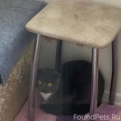 🆘🆘🆘найдена кошка рядом с Род д...