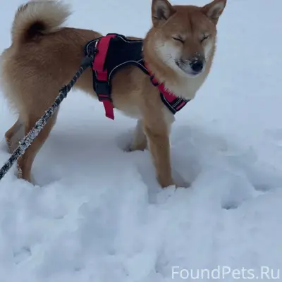 Пропала собака Ребятки, нужна ...
