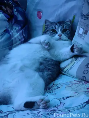 Потерялся кот!!!! В последний ...