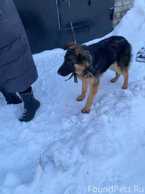 Отдам даром щенка немецкой овч...