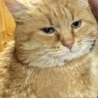 Пропал кот по кличке Бегемот, ...