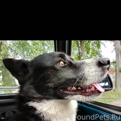 Здравствуйте, потерялся пёс в ...