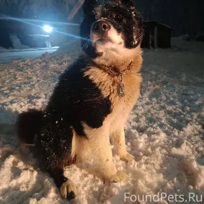 Убежал пёс несколько часов наз...