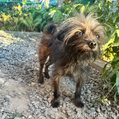 Помогите пожалуйста найти песи...