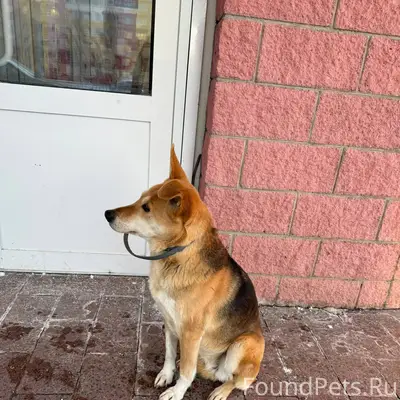 Найден пес с ошейником. Чкалов...