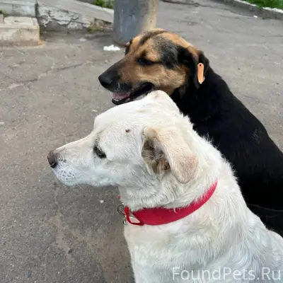 Пропала собака ,белый в красно...