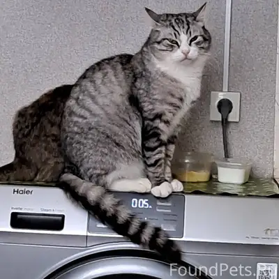 30 января пропал кот в Мяксе.....