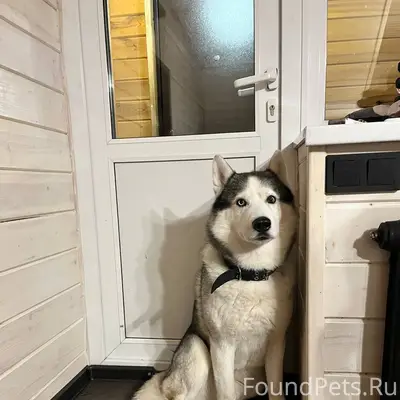 Найдена собака на ГЛЦ Банное, ...