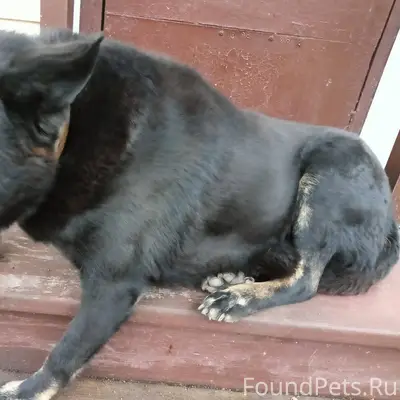 Пропала собака в районе старой...