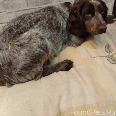 Найдена собака в районе детско...