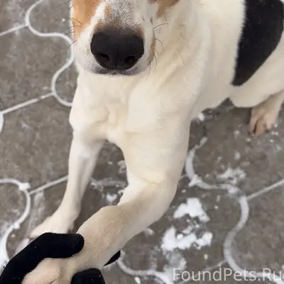 Убежала собака, может кто-нибу...