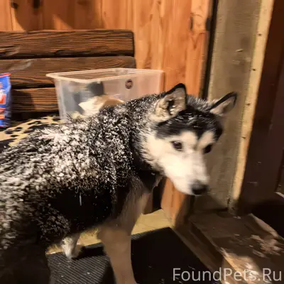 Кто потерял собаку? Похожа на ...