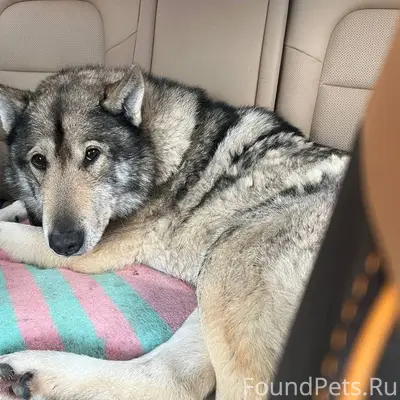 #ищу хозяина. Найдена собака с...