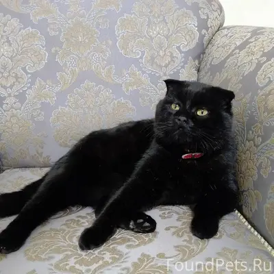 Пропал кот.Св.Сокол.ул.Тульска...