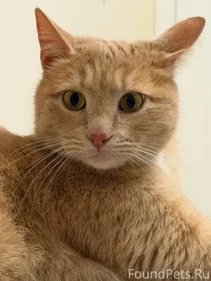 Рыжая красотка ищет свой дом 🏠...