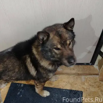 Нам пишут: Найден пёс! Кобель,...