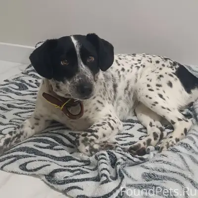 Найдена собака! Пожалуйста мак...