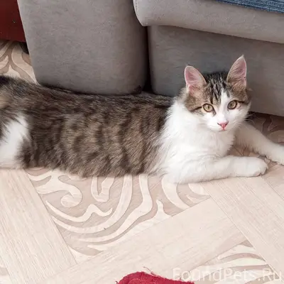 Пропал кот в районе магазина М...