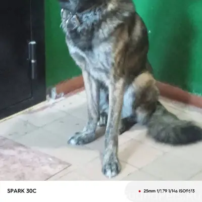 Кто потерял собаку. Находится ...