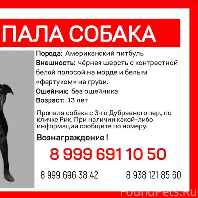 ‼️‼️‼️Пропала собака! Пожалуйс...