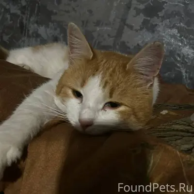 🆘 ПРОПАЛ КОТ 🆘 24 января...