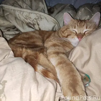 Пропал кот может кто то видел....