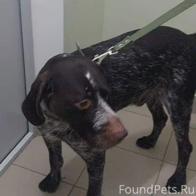 Истринский район, МО НАЙДЕНА С...