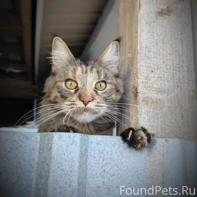 Москва и МО. Леся мечтает о...