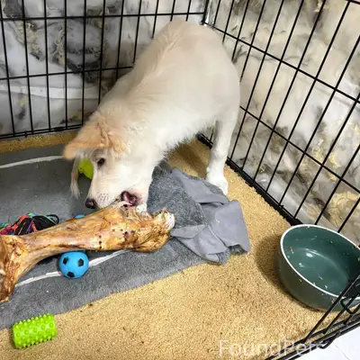 Пропала собака,беспородная,отк...