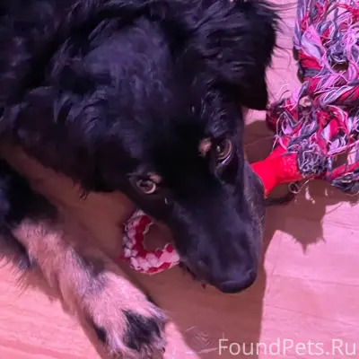 Пропал пёс 1.2.26 в...