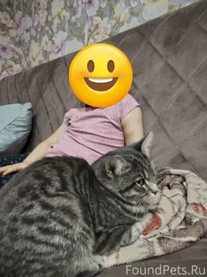 Пропала кошка на ул Вознесенск...
