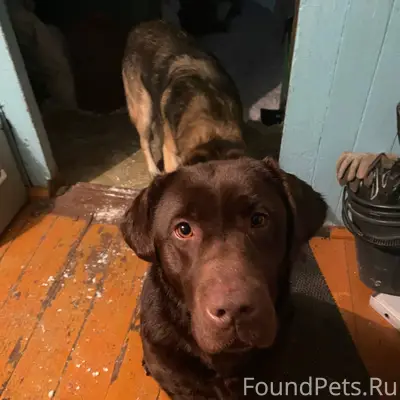 Найден пес, ласковый мальчик, ...