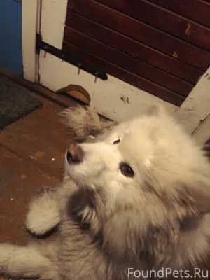 Убежала собака. На улице подго...