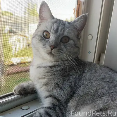 Пропала кошка новоенисйеск на ...