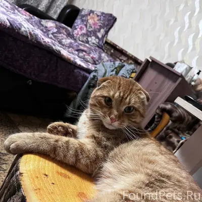 Пропал кот в районе Мякишева/Д...