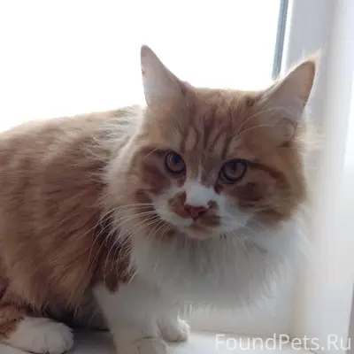 Пропал кот!!!! 11.12.25 вышел....