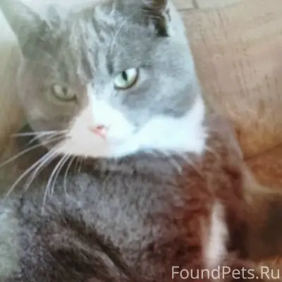Пропал котёнок дымчатого цвета...